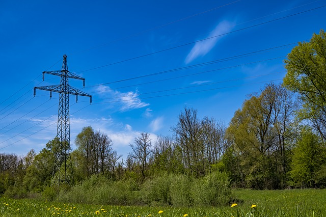 "illustration ligne électrique et arbres"